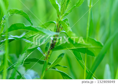 A Lush Green Plant in Nature, Completely Infested with Aphids, Showcasing the Ecosystem A Lush Green Plant in Nature, Completely Infested with Aphids, Showcasing the Ecosystem 132909849