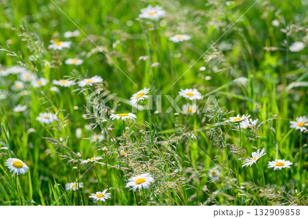 A Beautiful and Vibrant Flower Field with Colorful Daisies and Lush Green Grass in Springtime A Beautiful and Vibrant Flower Field with Colorful Daisies and Lush Green Grass in Springtime 132909858