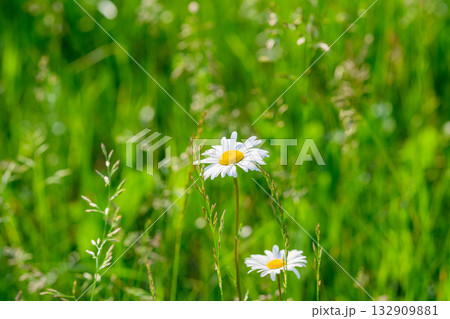 Charming and Beautiful Daisies in a Lush and Expansive Green Field of Natures Beauty 132909881