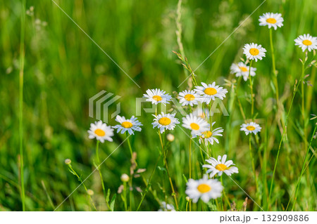The Beautiful Daisies are in full bloom, showcasing vibrant colors in a lush green field The Beautiful Daisies are in full bloom, showcasing vibrant colors in a lush green field 132909886