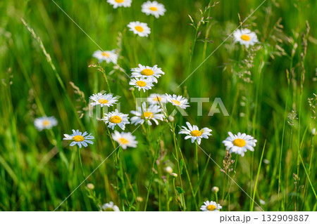 Stunningly Beautiful Daisies Blooming in a Lush Green Field Full of Vibrant Colors Stunningly Beautiful Daisies Blooming in a Lush Green Field Full of Vibrant Colors 132909887
