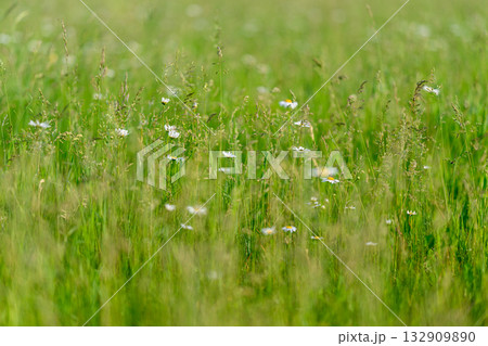 A Serene Meadow adorned with Delicate Daisies and Lush Green Grass all around it A Serene Meadow adorned with Delicate Daisies and Lush Green Grass all around it 132909890