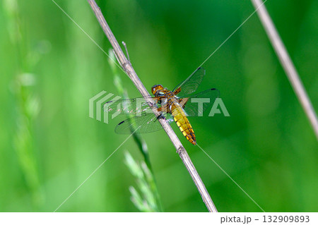 An Intricate CloseUp of a Vibrant Dragonfly Resting Calmly on a Delicate Grass Stem An Intricate CloseUp of a Vibrant Dragonfly Resting Calmly on a Delicate Grass Stem 132909893