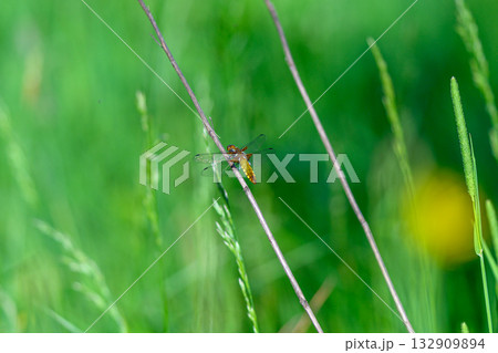 A CloseUp View of an Insect Dragonfly Resting on a Grass Stem in a Vibrant, Lush Green Field 132909894