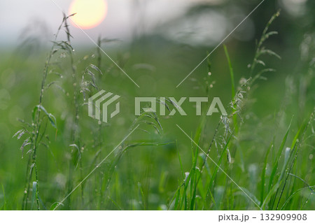 The Beautiful Morning Dew on a Grassy Field Illuminated at Sunrise in the Fresh Air The Beautiful Morning Dew on a Grassy Field Illuminated at Sunrise in the Fresh Air 132909908