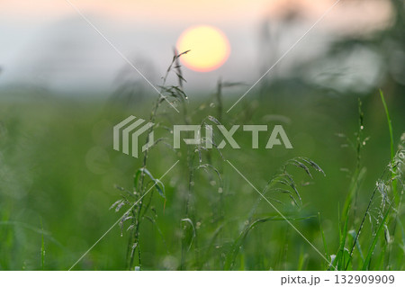 A Beautiful Serene Sunset Over the Dewy Grassland Creating an Idyllic Atmosphere A Beautiful Serene Sunset Over the Dewy Grassland Creating an Idyllic Atmosphere 132909909