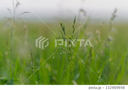 Morning Dew Glimmering on Lush Green Grass Captured in a Beautiful Soft Focus Technique 132909936