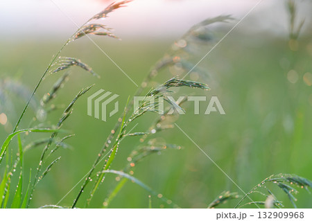 Morning dew glistens on a lush grassy field at dawn, embracing natures elegance and beauty 132909968