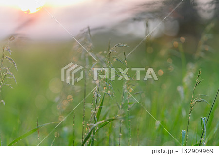 The Morning Dew Shines on a Grassy Field During a Beautiful Sunrise, Capturing Natures Essence The Morning Dew Shines on a Grassy Field During a Beautiful Sunrise, Capturing Natures Essence 132909969