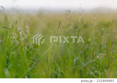 A Serene Green Meadow Bursting with Dewy Grass Embraced by Soft, Gentle Morning Light 132909993