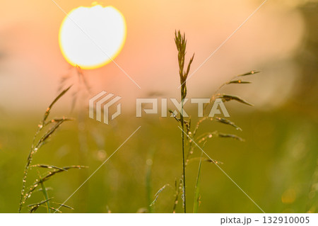 The breathtaking sunset over dewy grass creates a serene and beautiful landscape that captivates The breathtaking sunset over dewy grass creates a serene and beautiful landscape that captivates 132910005
