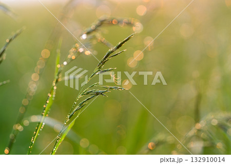 Morning dew glistening on grass blades in soft, gentle sunlight during the morning hours 132910014