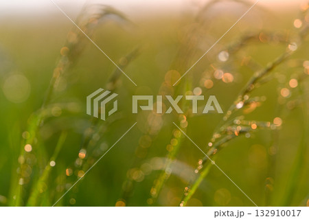 The Dewy Grass in the Bright Morning Light that Illuminates the Landscape Beautifully The Dewy Grass in the Bright Morning Light that Illuminates the Landscape Beautifully 132910017