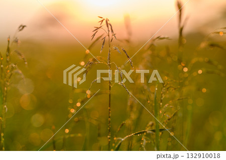 Golden Hour Serenity and Peacefulness in Natures Beautiful, lush Grassland Expanses 132910018