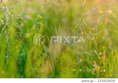 Lush, vibrant green grass covers the sunny meadow, accentuated beautifully with morning dew 132910020