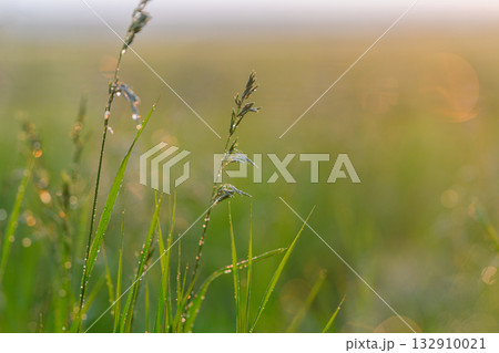 The DewKissed Grass at Sunrise is Glimmering Beautifully in a Lush, Serene Meadow 132910021