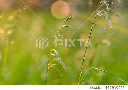 The Dewy Grass at Sunrise beautifully showcases the gentle bokeh effect in nature 132910023