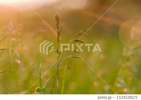 The Morning Dew on Grass accompanied by the Soft Glow of the Sunrise is truly breathtaking 132910025
