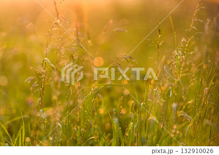 Morning dew glistens on green grass, lit by golden sunrise, creating a serene countryside 132910026