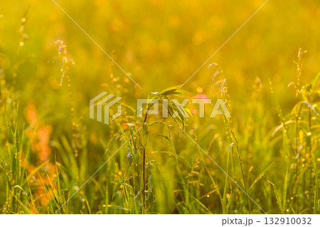 A beautiful golden field enhanced by sunlit grass and various flora bathed in soft light A beautiful golden field enhanced by sunlit grass and various flora bathed in soft light 132910032