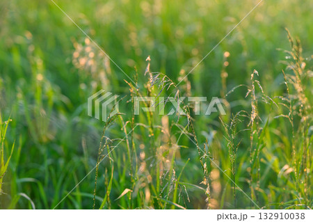The Beautiful Golden Light Shining Brightly on the Lush Lively Green Grass Field at Dusk Time 132910038
