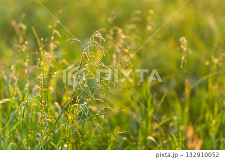 A Serene Grass Field Illuminated in Beautiful Golden Light during a Tranquil Moment A Serene Grass Field Illuminated in Beautiful Golden Light during a Tranquil Moment 132910052