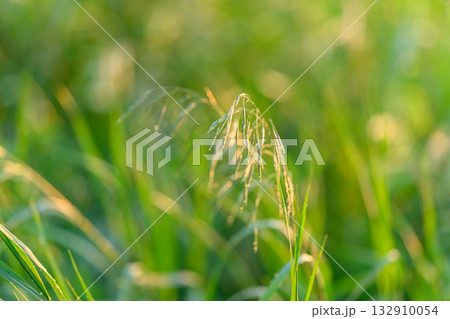 CloseUp View of Lush Green Grass That is Glowing Beautifully in Warm, Radiant Natural Light 132910054