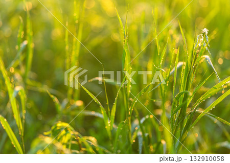 A CloseUp View of Lush Green Grass Enhanced by Morning Dew Drops on Each Blade of Grass 132910058