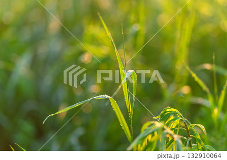 A Stunning CloseUp of Green Grass Captured in Soft Light During a Beautiful Day 132910064