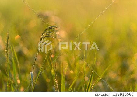 Morning Dew on Grass captures the breathtaking beauty and intricate details found in nature Morning Dew on Grass captures the breathtaking beauty and intricate details found in nature 132910069