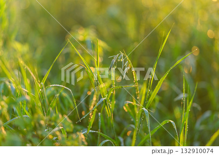 Morning Dew on the Lush Green Grass, All Bathed in the Soft, Gentle Light of the Early Day 132910074