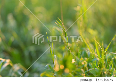 Sunlit Grassland The Serenity and Beauty of Nature in Vibrant and Refreshing Colors 132910075