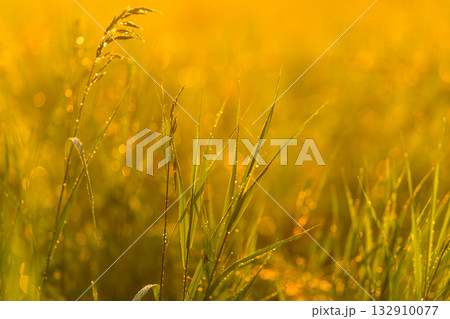 A Beautiful Golden Field of Grass Glimmering Radiantly in the Morning Light and Sunshine 132910077