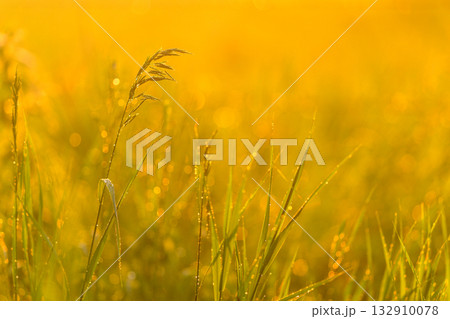 The Golden Sunrise Gleams Over Lush Dewy Grass Fields, Creating a Beautiful Morning Scene 132910078