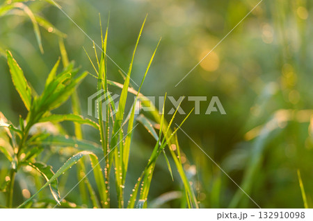 A Beautiful Scene of Serene Greenery with Morning Dew in the Heart of Natures Embrace A Beautiful Scene of Serene Greenery with Morning Dew in the Heart of Natures Embrace 132910098