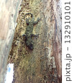 樹皮で休むニホンヤモリ【日本の野生爬虫類の生態写真】 132910101