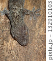 樹皮で休むニホンヤモリ【日本の野生爬虫類の生態写真】 132910103