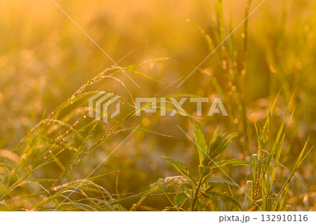 The Golden Morning Light Illuminates Dewy Grass, Creating a Magical and Serene Atmosphere The Golden Morning Light Illuminates Dewy Grass, Creating a Magical and Serene Atmosphere 132910116