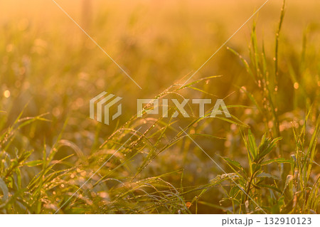 The Beautiful Golden Hour Glow on Dewy Grasses Captures Natures Essence Perfectly 132910123