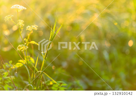 Golden Hour Serenity A Bright Green Nature Closeup Amidst Beautiful Scenery and Light 132910142