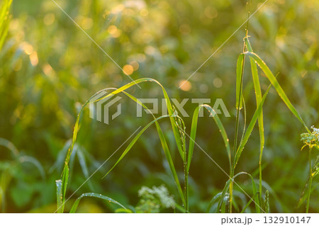 The Beautiful Morning Dew on Grass Glimmers in the Soft, Gentle Light of Sunrise 132910147