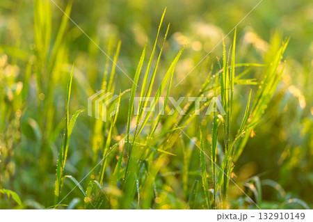 Vibrant and Lush Green Grass Bathed Under Beautiful Sunlight in a Peaceful Tranquil Setting Vibrant and Lush Green Grass Bathed Under Beautiful Sunlight in a Peaceful Tranquil Setting 132910149