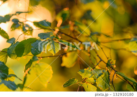 Golden Autumn Leaves Bathed in Warm Light, Creating a Beautiful Scene that Evokes Serenity 132910180