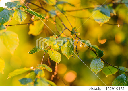 Sunlit Green Leaves Illuminated with a Radiant Warm Glow in the Heart of Natures Splendor Sunlit Green Leaves Illuminated with a Radiant Warm Glow in the Heart of Natures Splendor 132910181