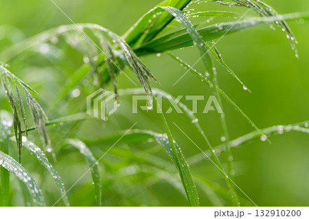 Fresh, vibrant green grass adorned with glistening dew drops in the early morning light 132910200