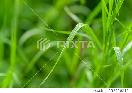 The beautiful sight of lush green grass adorned with glistening dew drops in nature 132910212