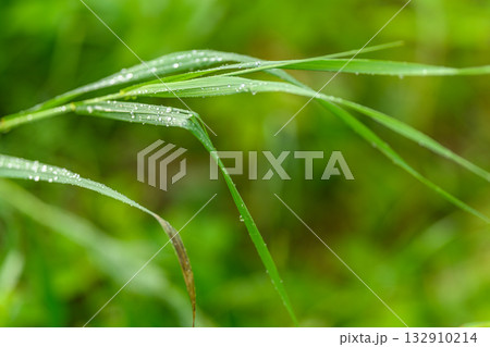 A CloseUp View of DewDrenched Green Grass in the Splendor of Nature it Captures A CloseUp View of DewDrenched Green Grass in the Splendor of Nature it Captures 132910214