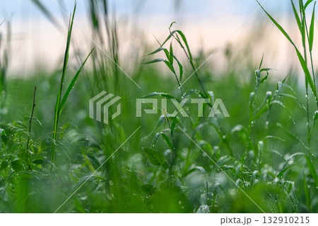 The Dewy Grass Found in the Early Morning Light Creates a Serene and Refreshing Scene The Dewy Grass Found in the Early Morning Light Creates a Serene and Refreshing Scene 132910215