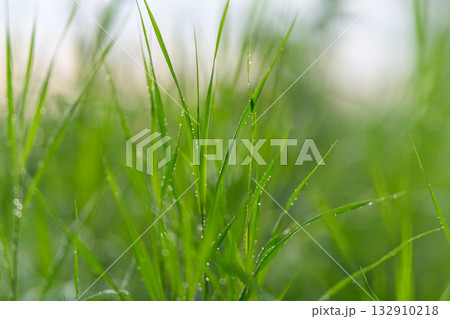 A closeup view of dewcovered grass blades presented in a beautifully soft focus 132910218