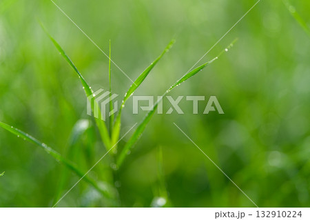 A CloseUp View of DewKissed Grass Blades Surrounded by Lush Greenery Everywhere Nearby 132910224